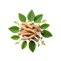KSM-66 ® Ashwagandha : Stress Reduction