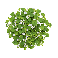 Brahmi (Bacopa Monnieri) : Memory & Clarity