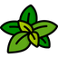 Brahmi Extract