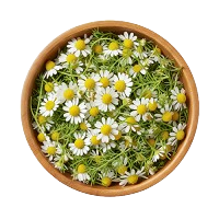 Chamomile : Calming Herb