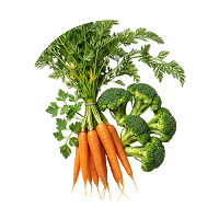 Collagen : Connective Tissue Strength