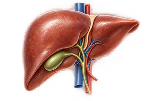 Liver