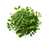 Senna Leaves : Natural Laxative