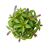 Tulsi (Holy Basil) : Stress Relief