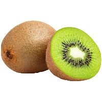 Vitamin C : Bone Matrix Protection